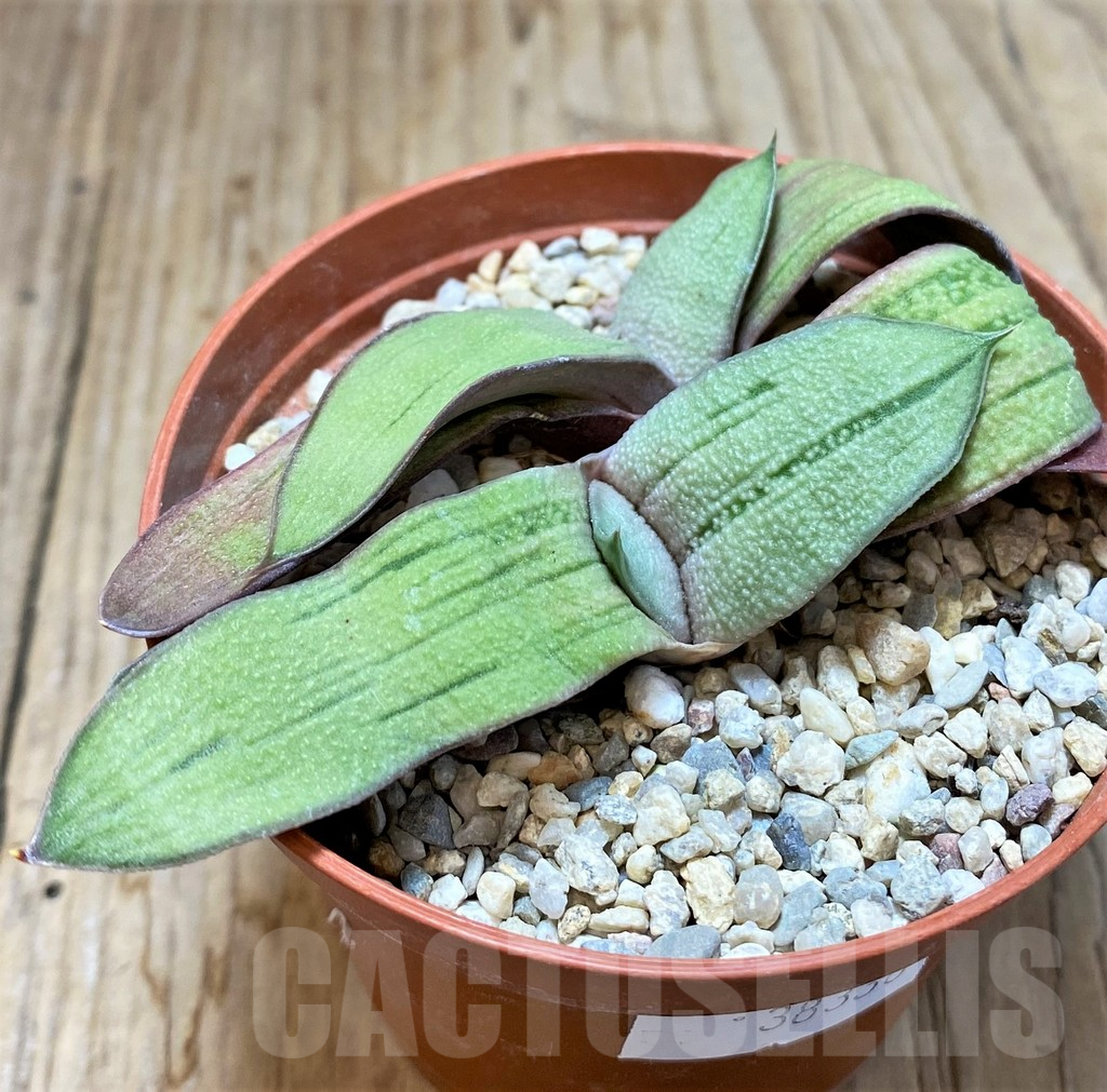 SHPR38336 Gasteria hybrid