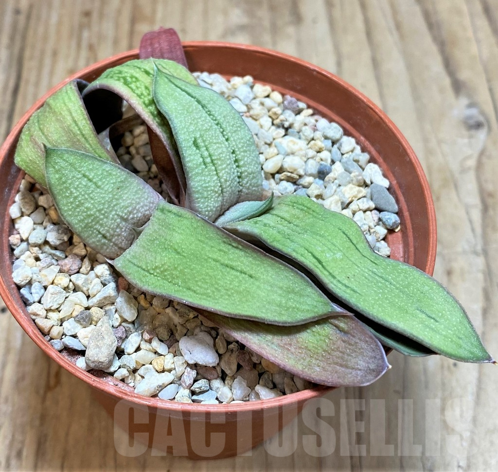 SHPR38336 Gasteria hybrid - Imagen 2
