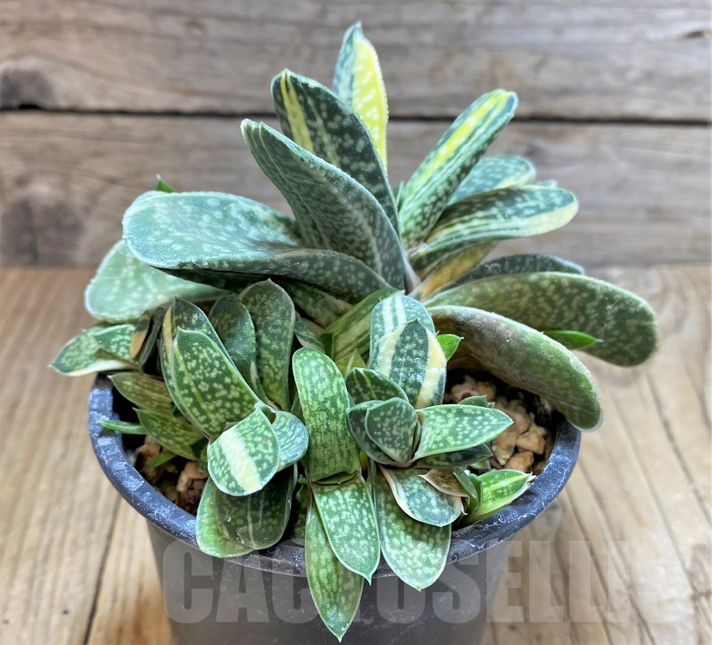 SHPR38337 Gasteria gracilis f. variegata - Imagen 2