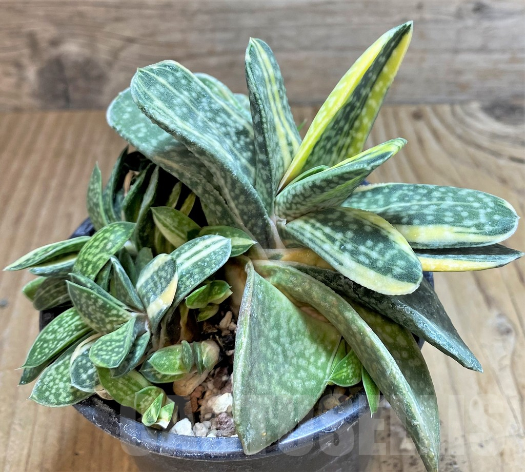 SHPR38337 Gasteria gracilis f. variegata