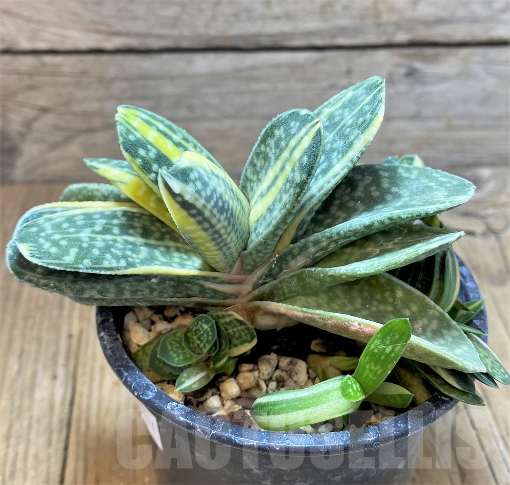 SHPR38337 Gasteria gracilis f. variegata - Imagen 3