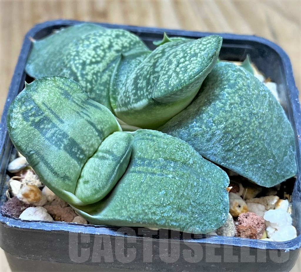 SHPR38338 Gasteria armstrongii hybrid, seedling