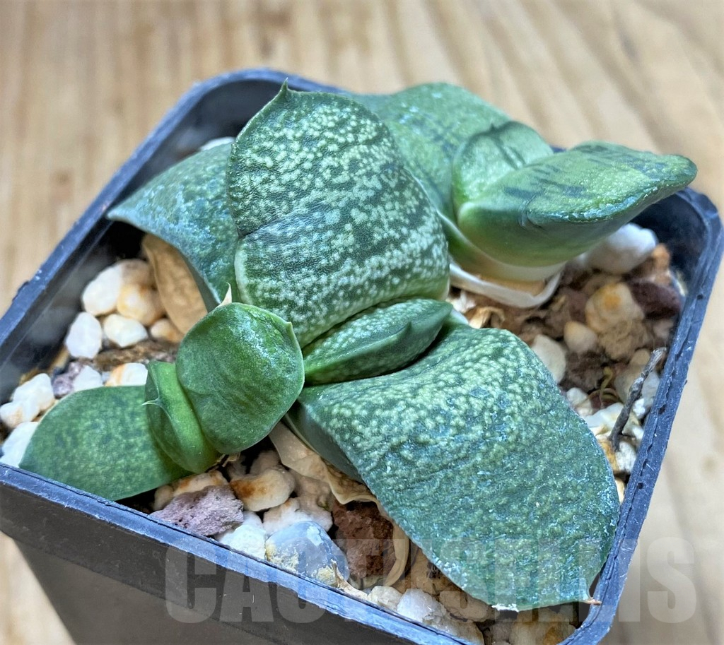 SHPR38338 Gasteria armstrongii hybrid, seedling - Image 2