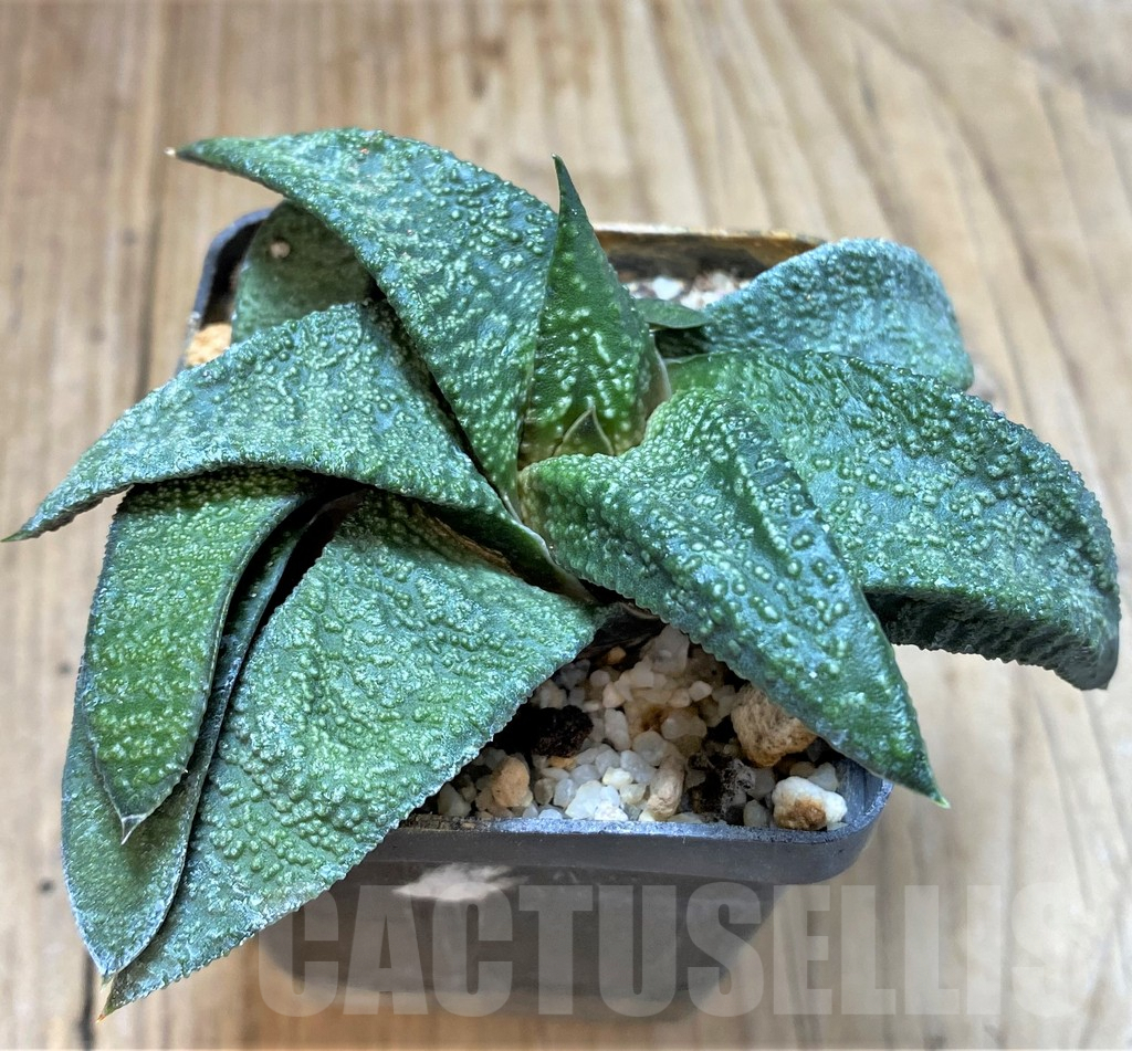 SHPR38339 Gasteria ellaphieae