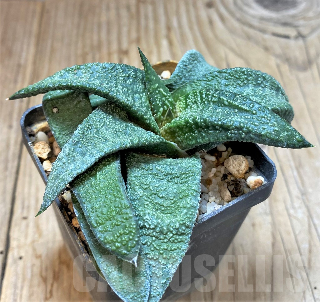 SHPR38339 Gasteria ellaphieae - Image 2