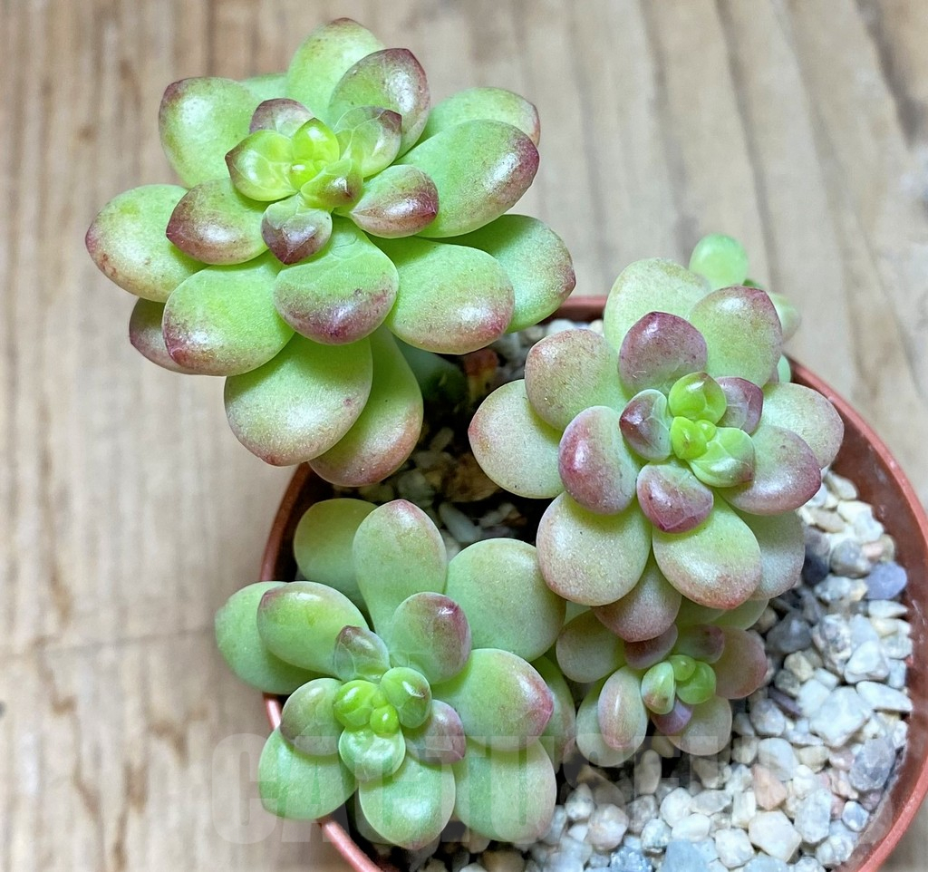 SHPR38340 Sedum 'Shangri La'