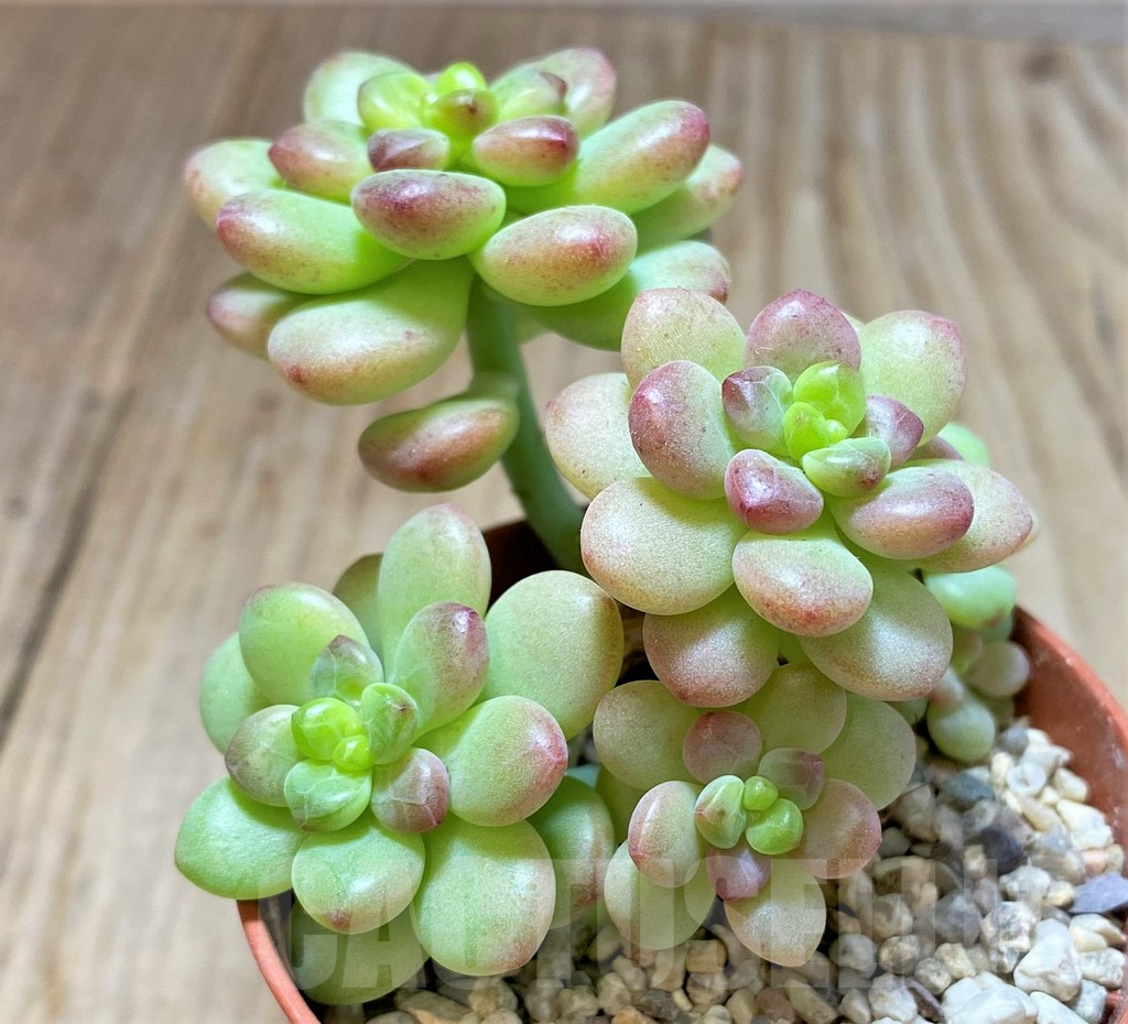 SHPR38340 Sedum 'Shangri La' - Obrázek 2