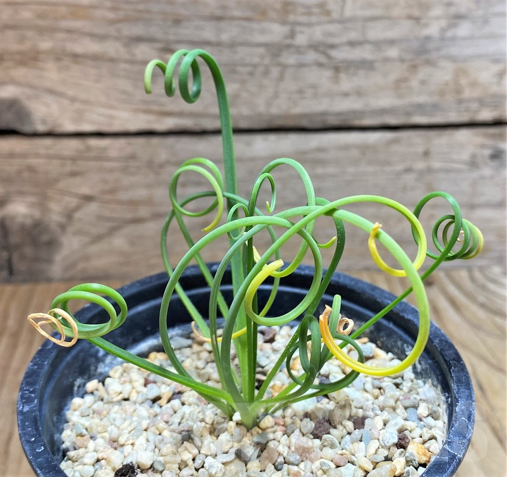 SHPR38341 Albuca spiralis