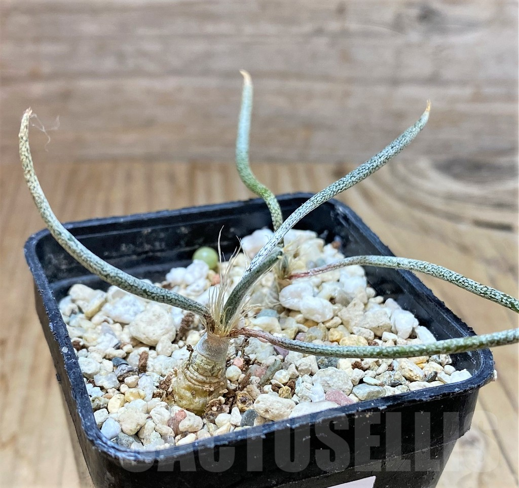 SHPR38342 Astrophytum caput-medusae, 2 plants