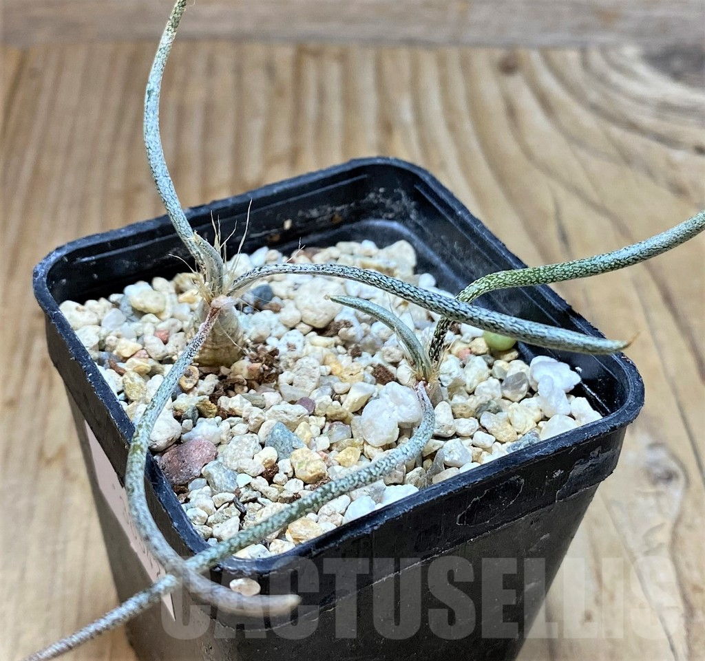 SHPR38342 Astrophytum caput-medusae, 2 plants - Imagen 2