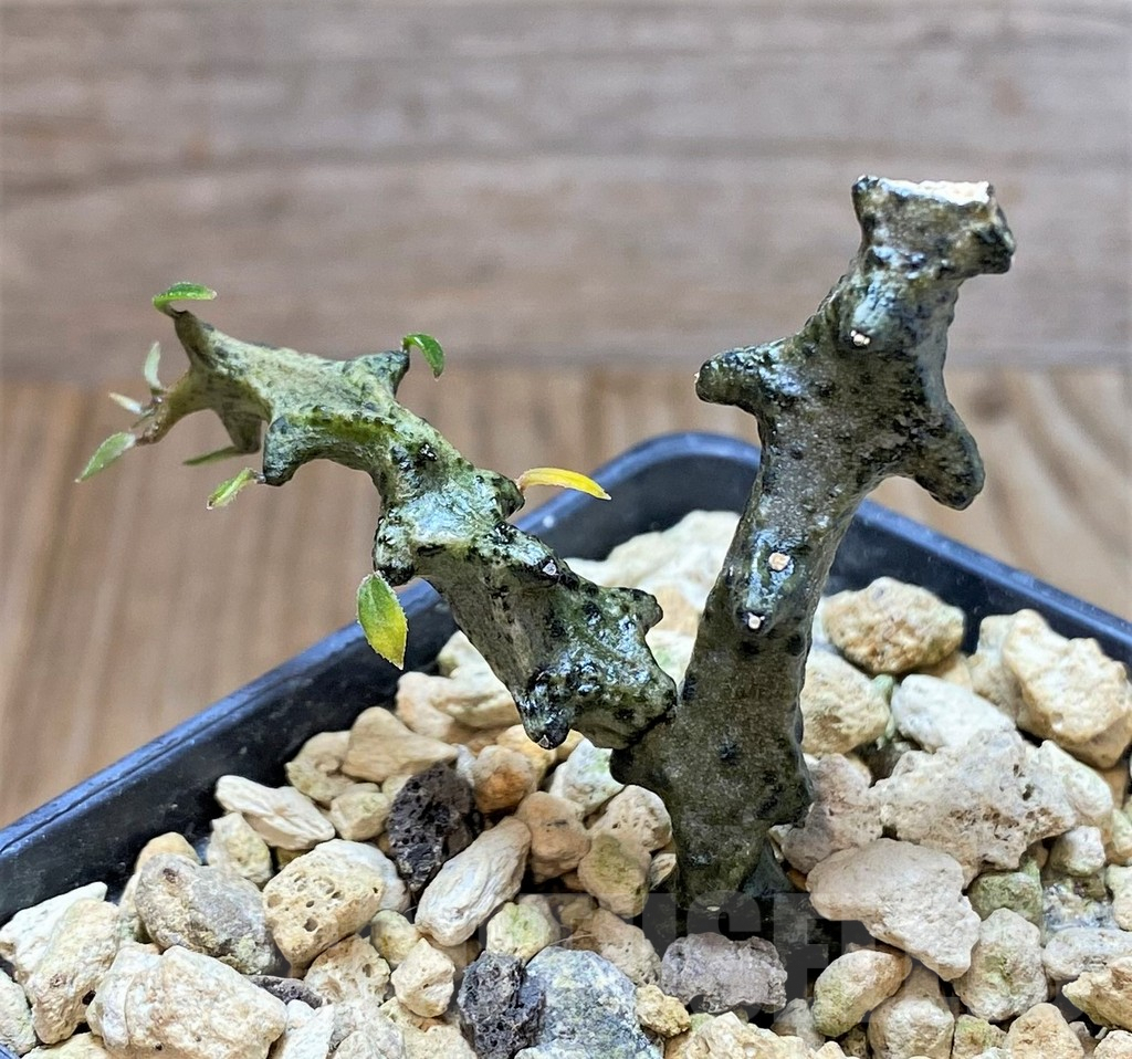 SHPR38344 Ceropegia armandii