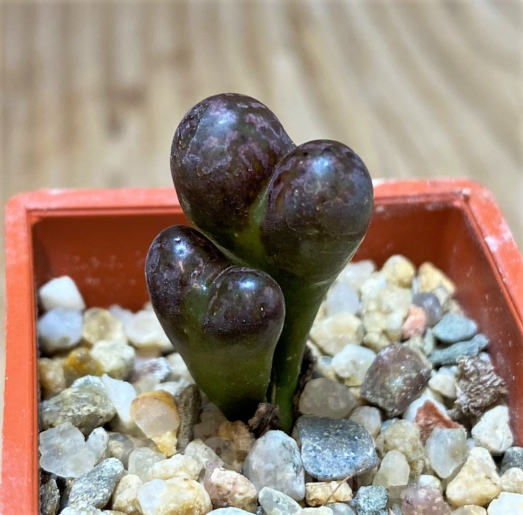 SHPR38345 Conophytum 'Makin's Plum'