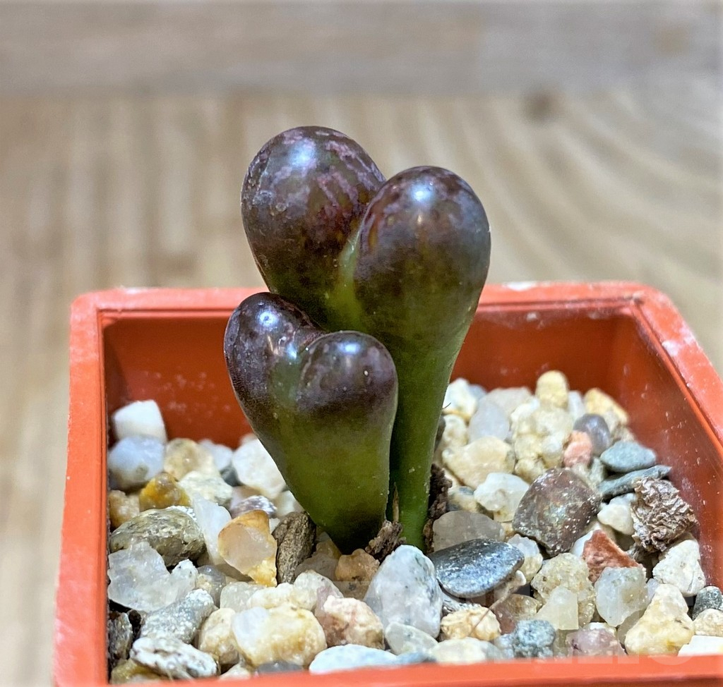 SHPR38345 Conophytum 'Makin's Plum' - immagine 2