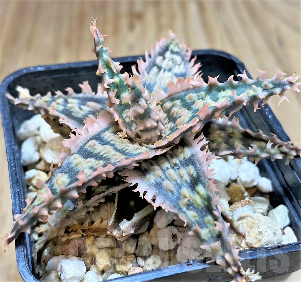 SHPR38476 Aloe TCT hybrid