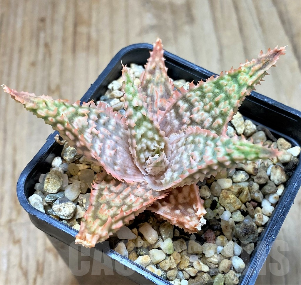 SHPR38478 Aloe TCT hybrid - Image 2