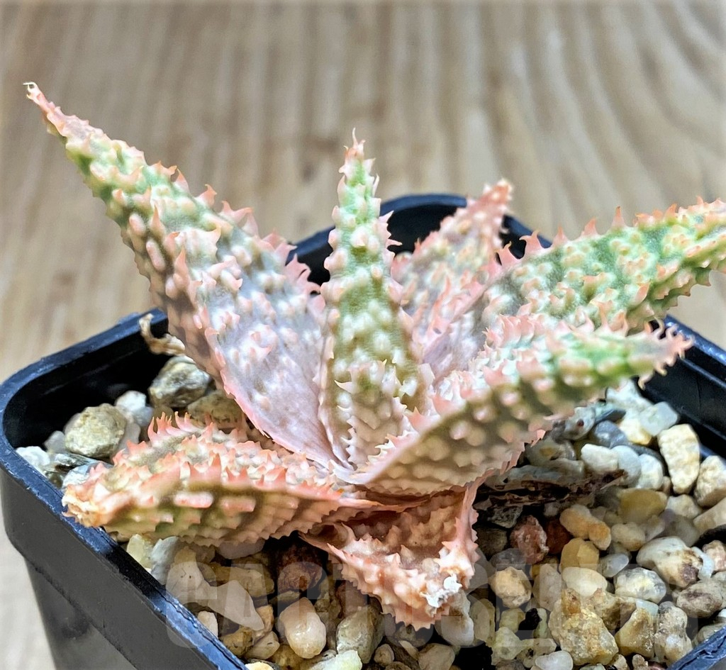 SHPR38478 Aloe TCT hybrid