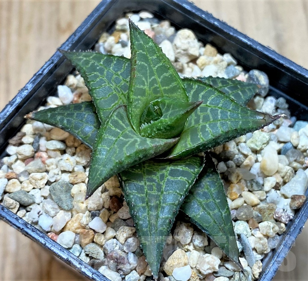 SHPR38443 Haworthia tessellata v. parva