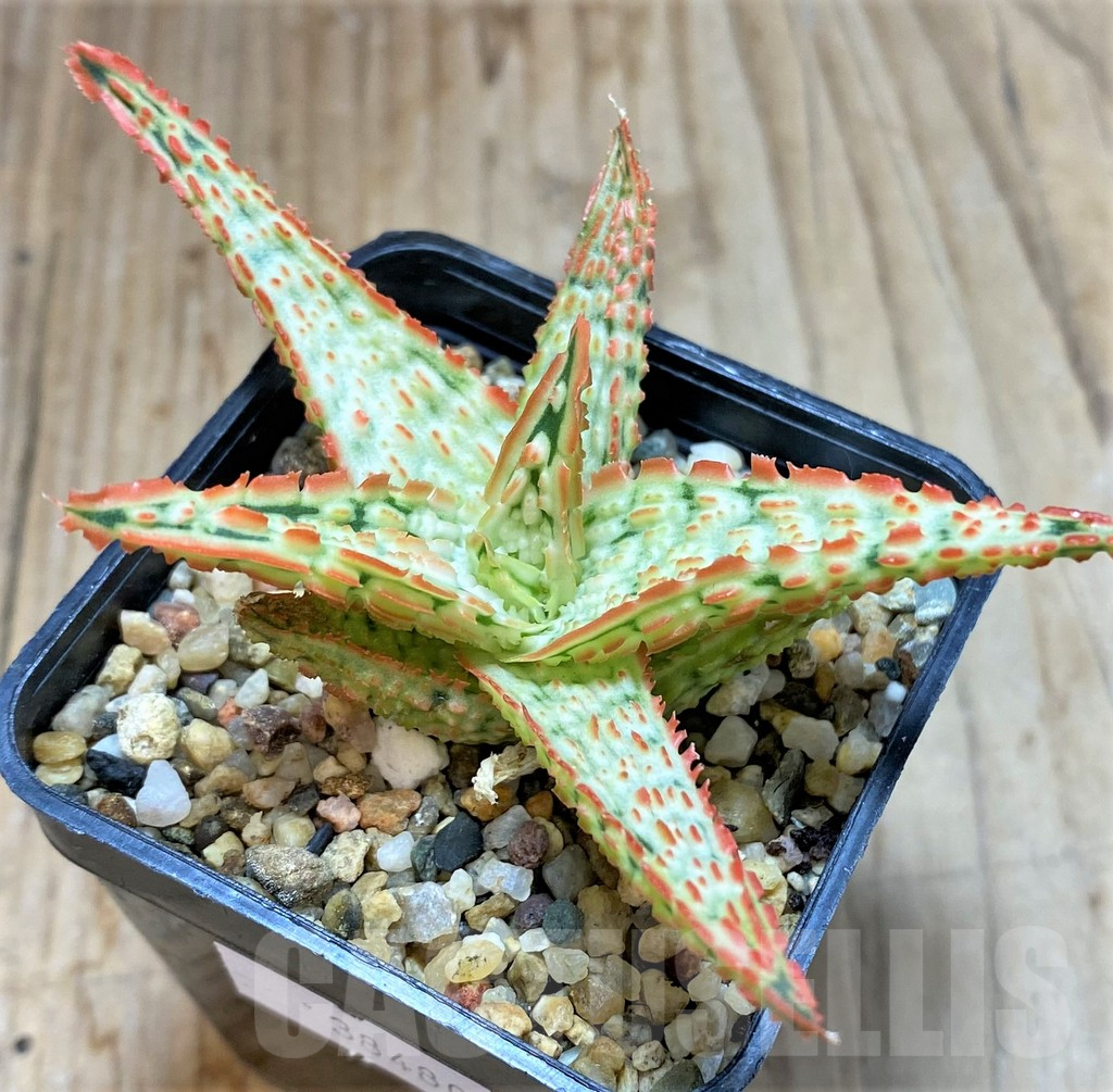 SHPR38480 Aloe TCT hybrid - Image 2