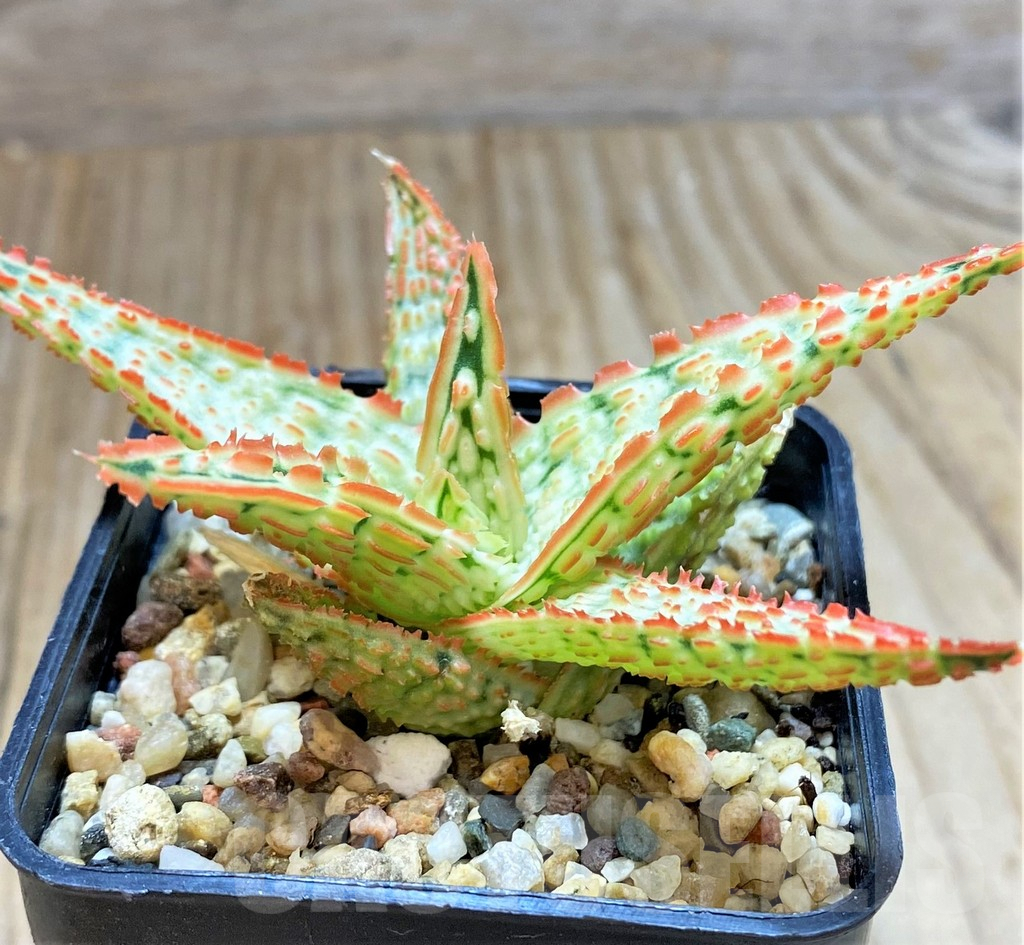 SHPR38480 Aloe TCT hybrid