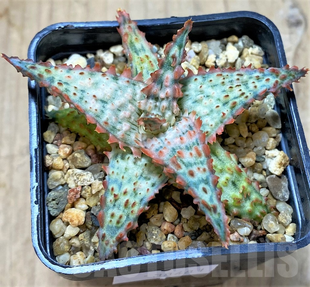 SHPR38481 Aloe TCT hybrid - Image 2