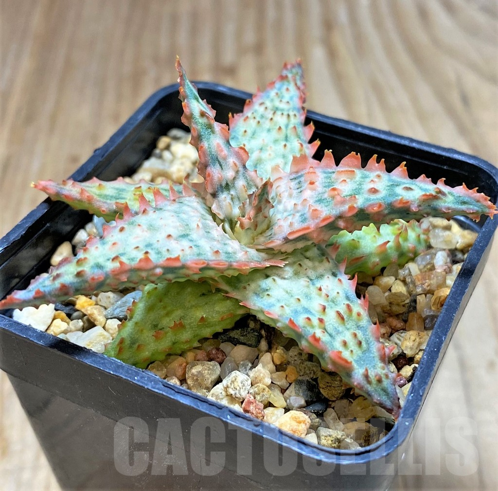 SHPR38481 Aloe TCT hybrid