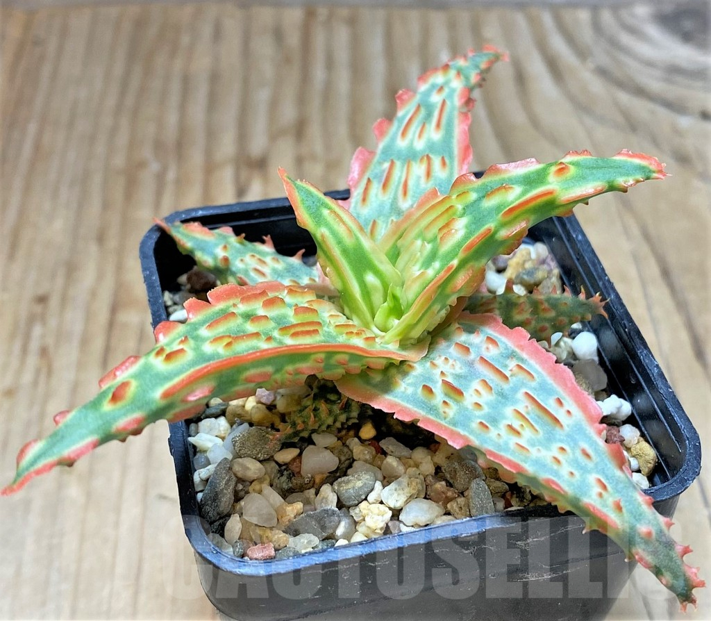 SHPR38482 Aloe TCT hybrid