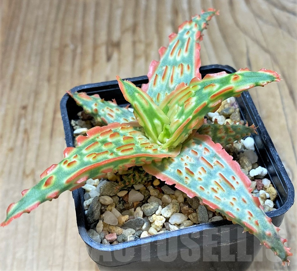 SHPR38482 Aloe TCT hybrid - Image 2