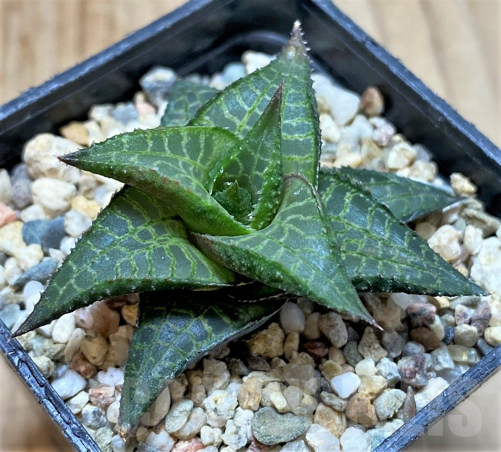 SHPR38443 Haworthia tessellata v. parva - immagine 2