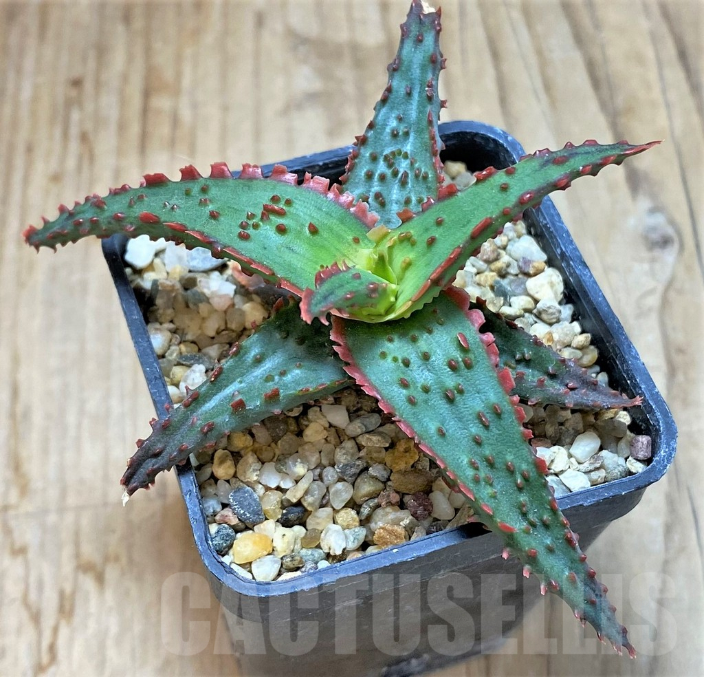 SHPR38483 Aloe TCT hybrid