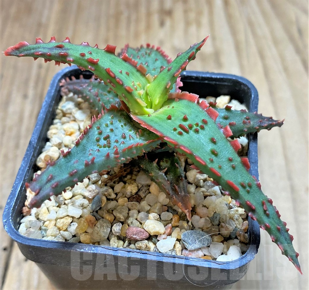 SHPR38483 Aloe TCT hybrid - Image 2