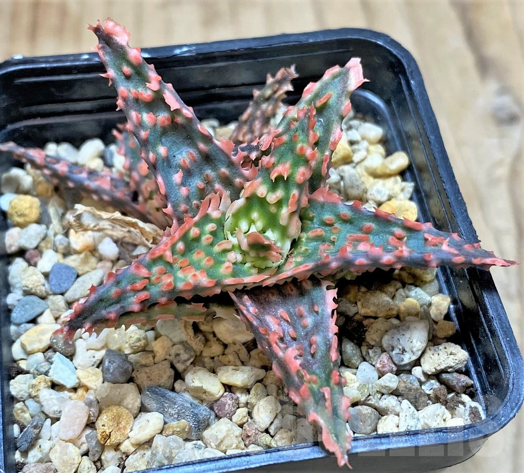 SHPR38485 Aloe TCT hybrid - Image 2