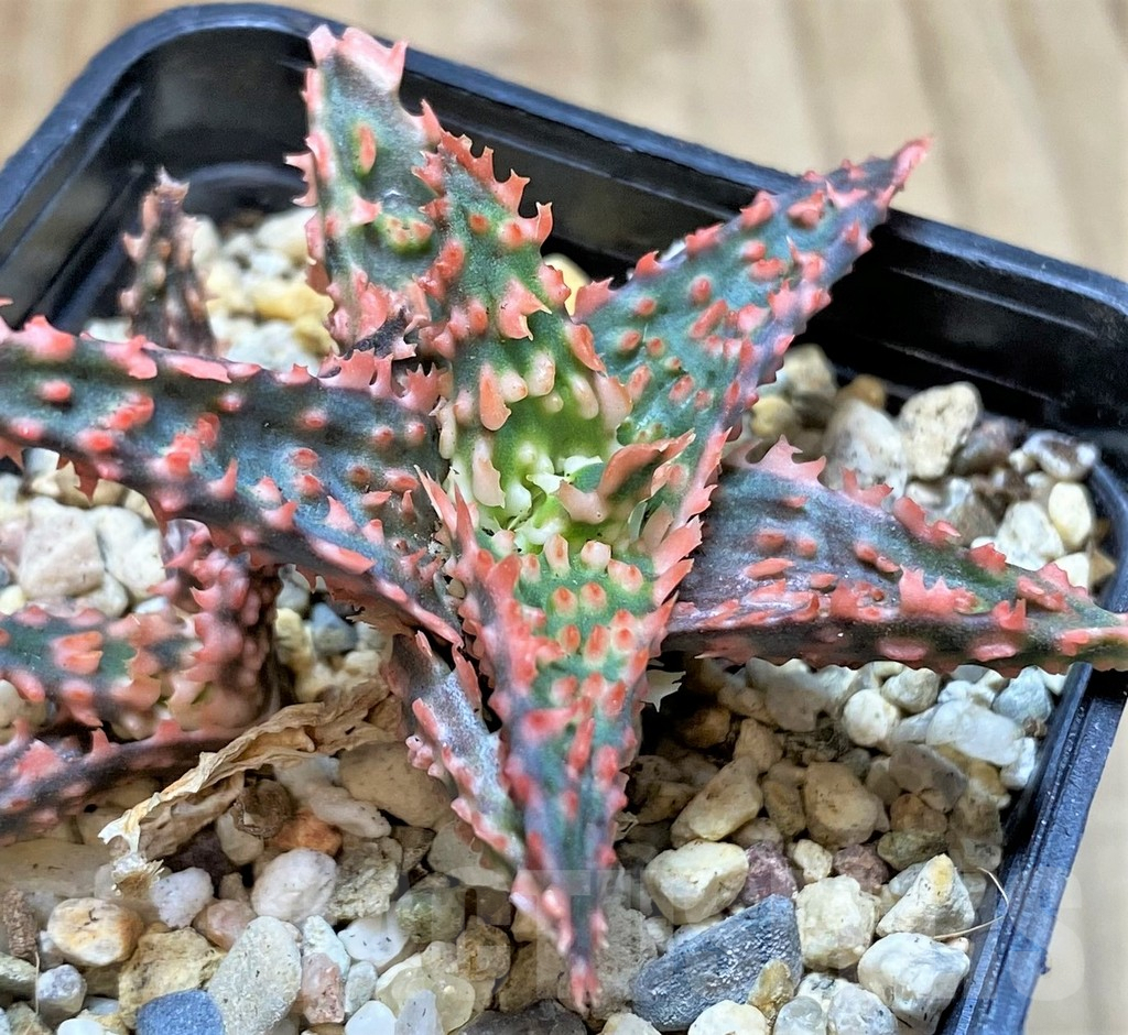 SHPR38485 Aloe TCT hybrid