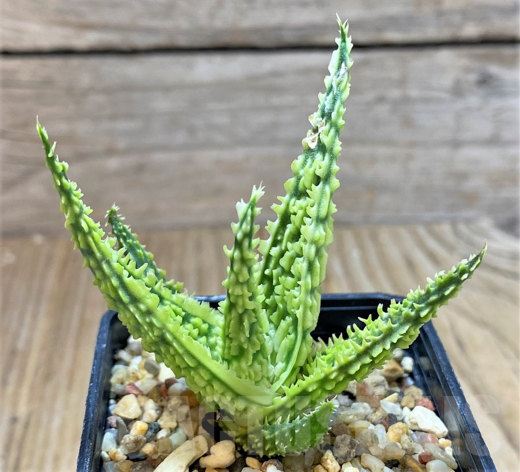 SHPR38486 Aloe TCT hybrid