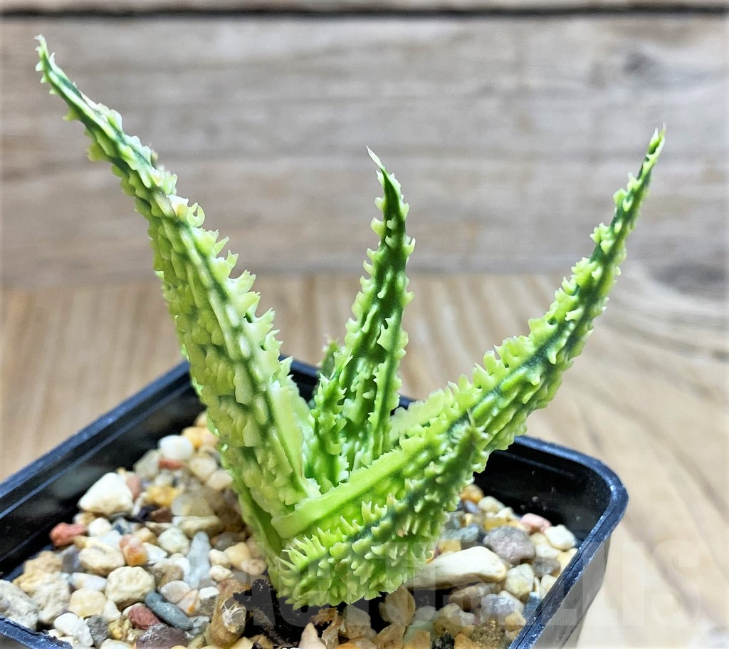 SHPR38486 Aloe TCT hybrid - immagine 2