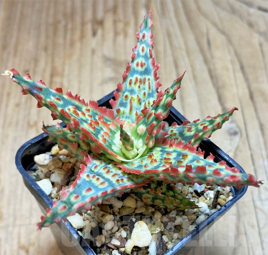 SHPR38489 Aloe TCT hybrid - immagine 3