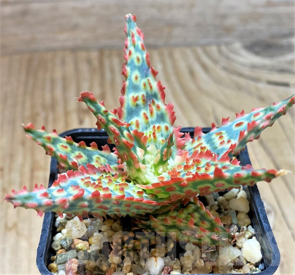 SHPR38489 Aloe TCT hybrid
