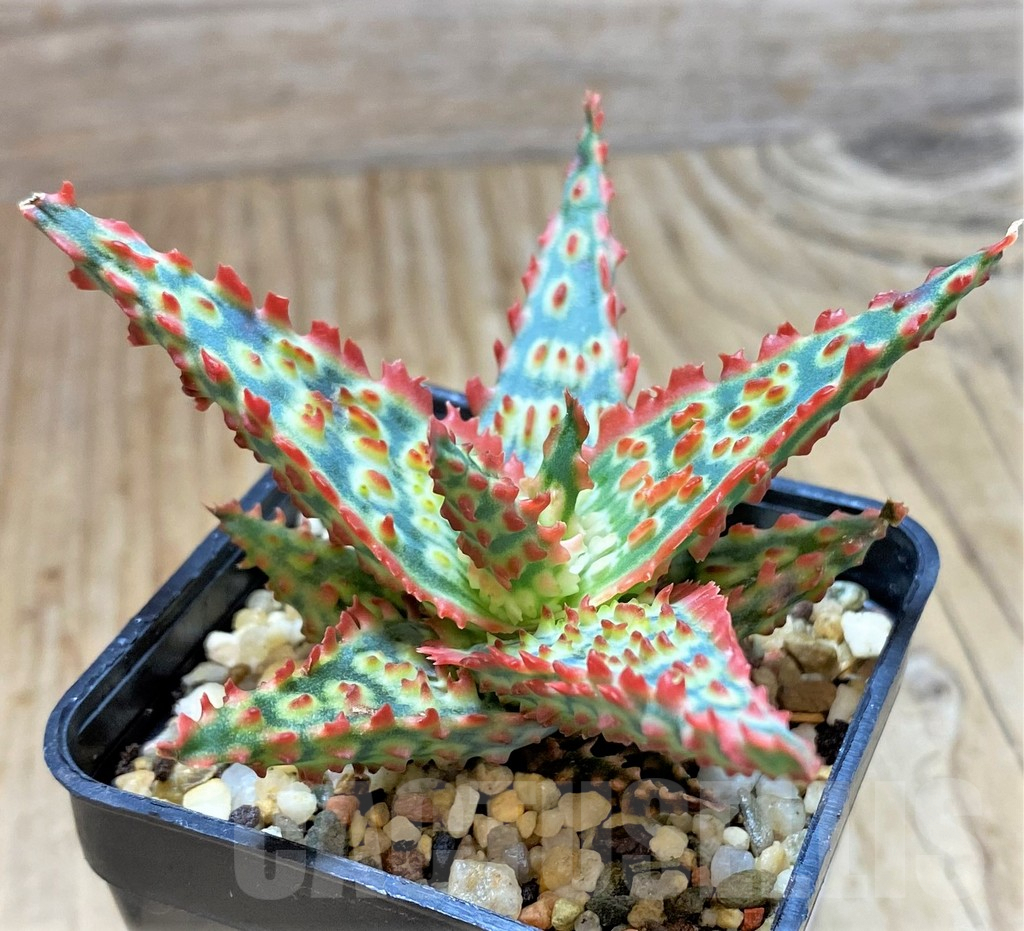 SHPR38489 Aloe TCT hybrid - immagine 2