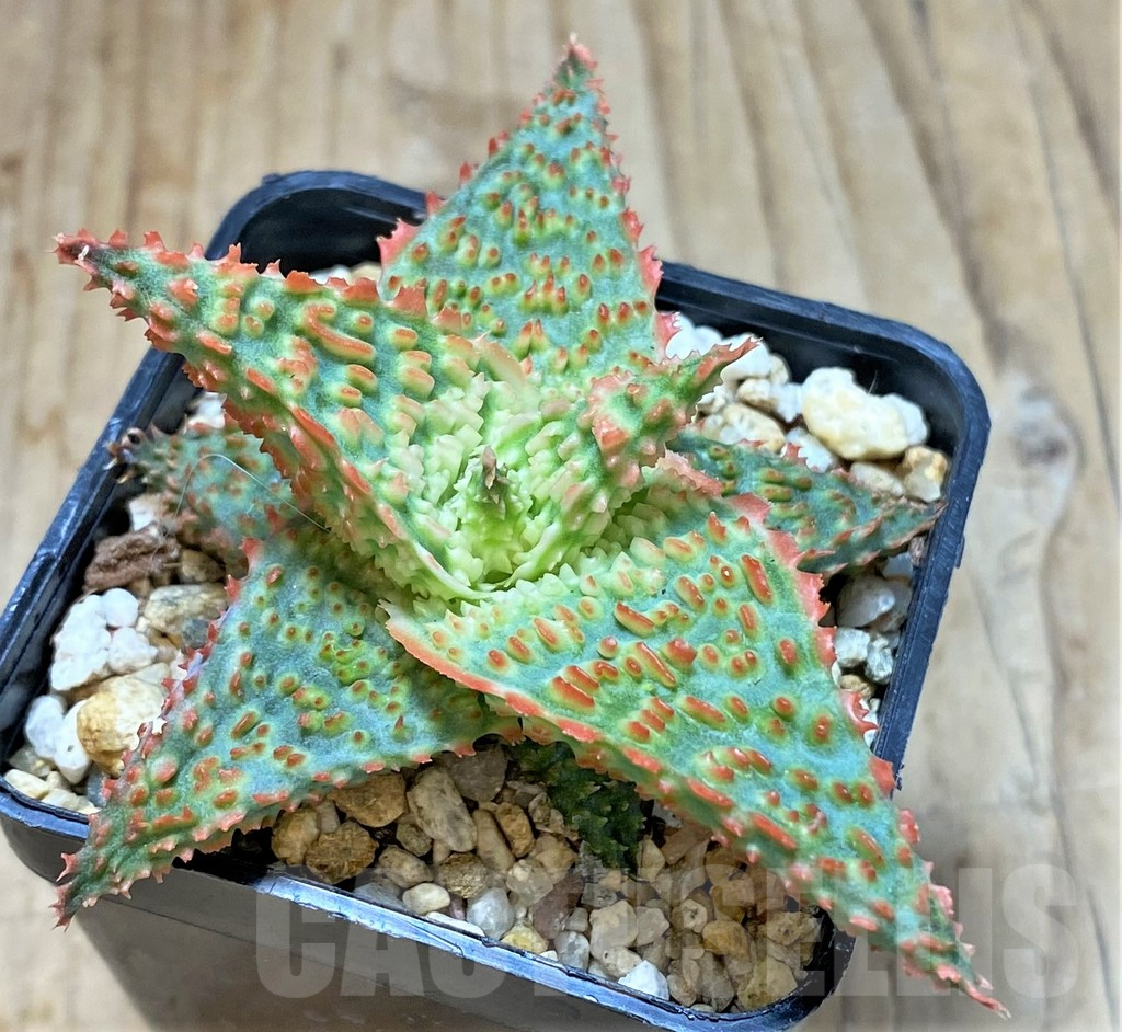 SHPR38490 Aloe TCT hybrid