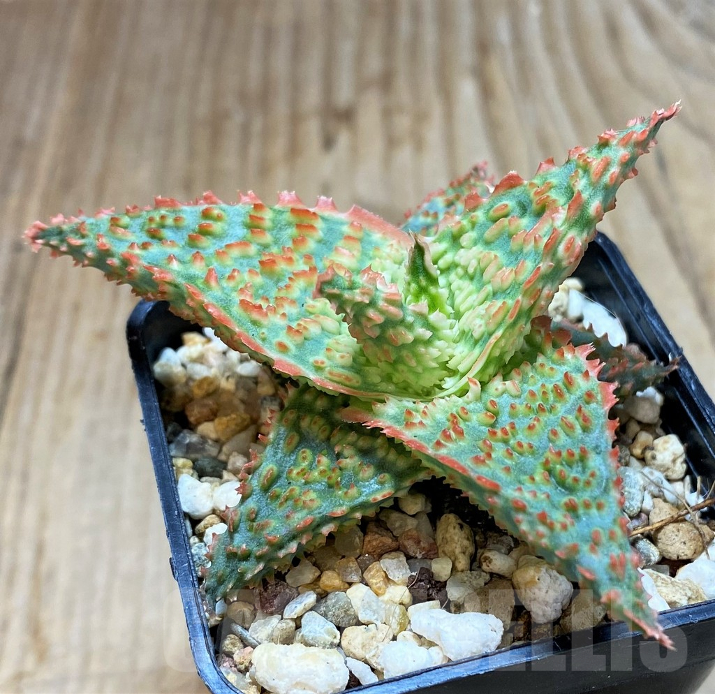 SHPR38490 Aloe TCT hybrid - Image 2