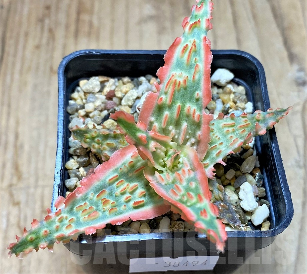 SHPR38494 Aloe TCT hybrid - Image 3