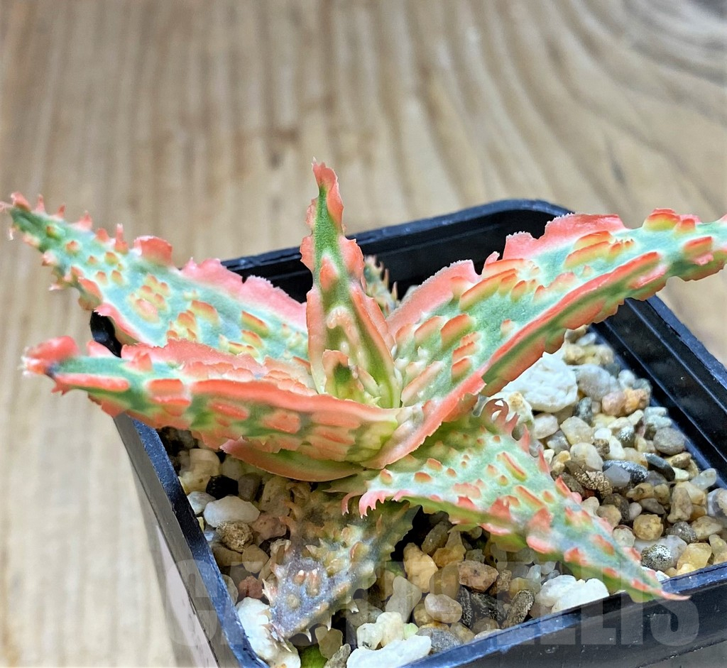 SHPR38494 Aloe TCT hybrid - Image 2