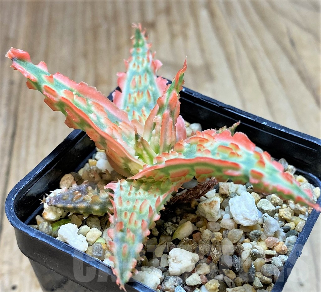 SHPR38494 Aloe TCT hybrid