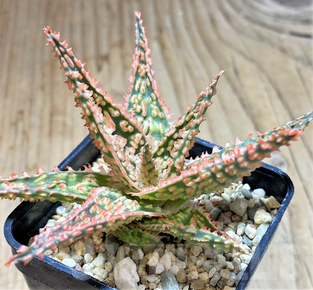 SHPR38495 Aloe TCT hybrid
