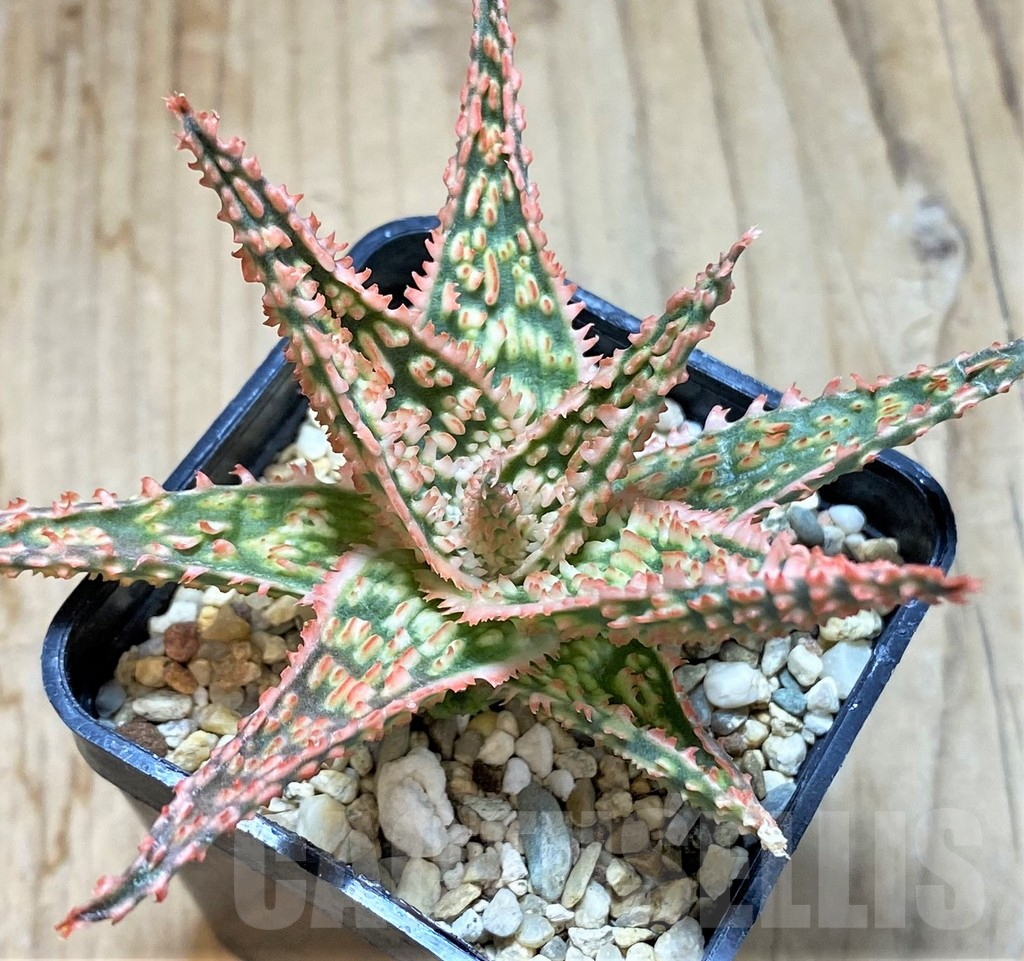 SHPR38495 Aloe TCT hybrid - Image 2