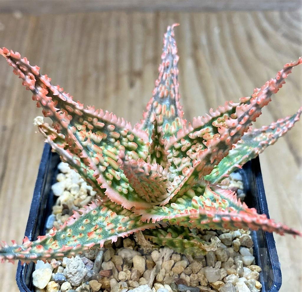 SHPR38495 Aloe TCT hybrid - Image 3