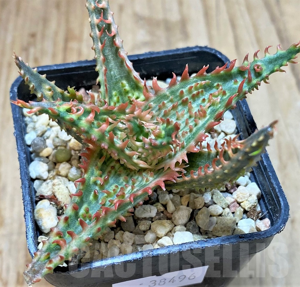 SHPR38496 Aloe TCT hybrid - immagine 2