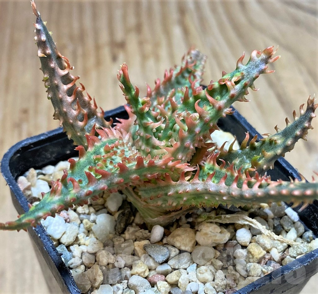 SHPR38496 Aloe TCT hybrid