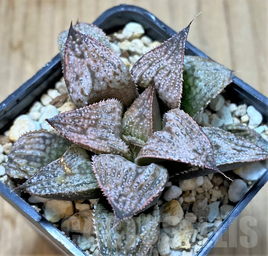 SHPR38445 Haworthia splendens ‘Princess Kazunomiya’ - Image 2