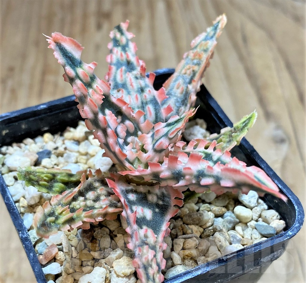 SHPR38499 Aloe TCT hybrid