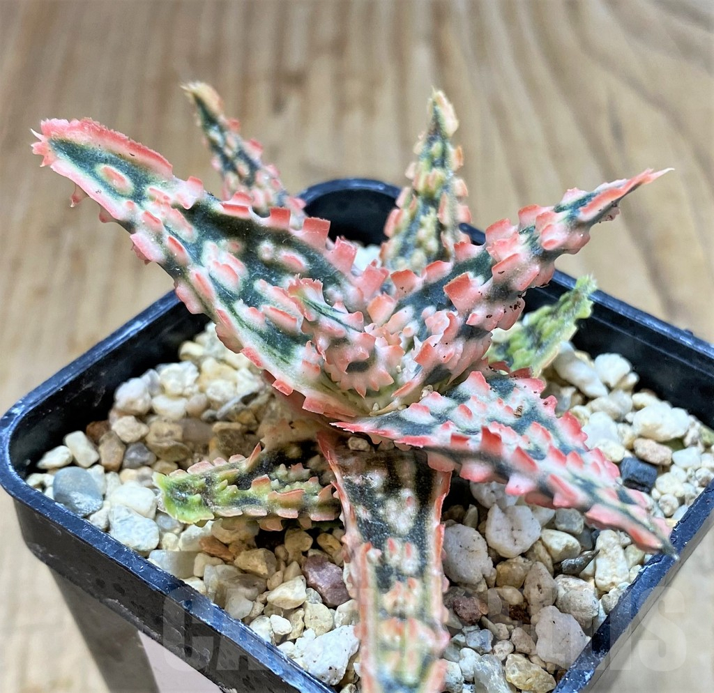 SHPR38499 Aloe TCT hybrid - immagine 2